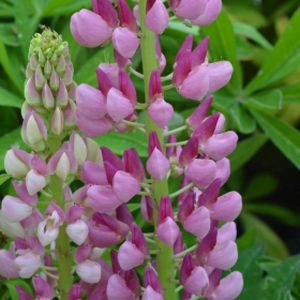 Lupinus 'Gallery Pink' 1L