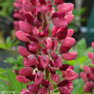 Lupinus 'Gallery Red' 1L