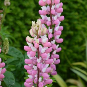 Lupinus 'The Chatelaine' 1L