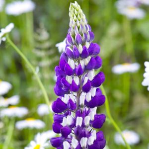 Lupinus 'The Governor' 1L