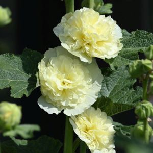 Alcea rosea 'Chater's Double Yellow' 1L
