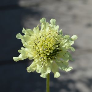 Cephalaria gigantea 1L