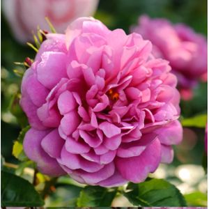 Rosa 'Princess Anne' (Shrub) (AGM) 6L