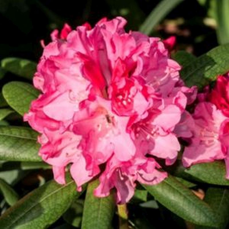 Rhododendron 'Kalinka' (Yak. Hybrid) 7.5L