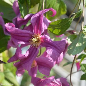 Clematis integrifolia 'Pink Ice' 3L