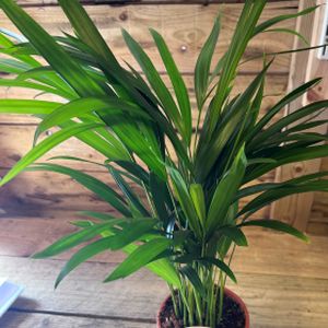 Areca Palm Dypsis (24cm Pot) 120cm