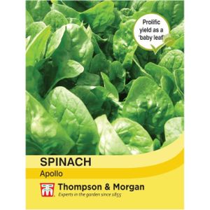 Thompson & Morgan Spinach Apollo
