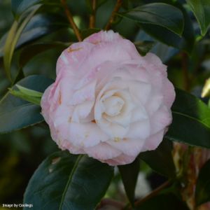 Camellia japonica 'Tammia' 3L