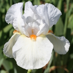 Iris 'Frost and Flame' 3L