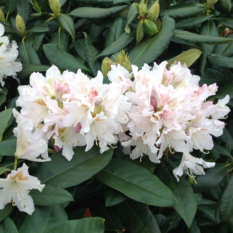 Rhododendron 'Cunningham's White' (Hybrid) (Patio) 20L