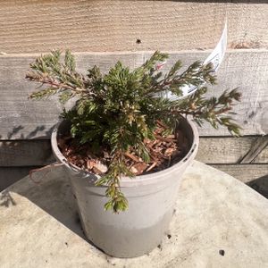 Juniperus communis 'Repanda' 1L