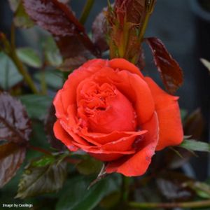 Rosa 'Special Wishes' (Miniature Patio) 5L
