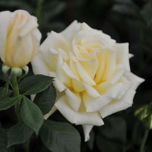 Rosa 'The Diamond Wedding Rose' (Hybrid Tea) 5L