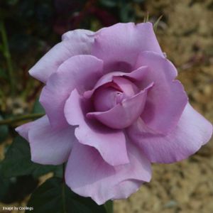 Rosa 'Harry Edland' (Floribunda) 5L