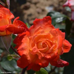 Rosa 'Pigalle' (Floribunda) 5L