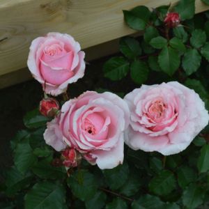 Rosa 'Bride and Groom' (Hybrid Tea) 5L
