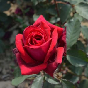Rosa 'Velvet Fragrance' (Hybrid Tea) 5L