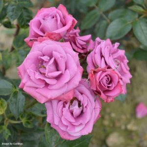 Rosa 'Lavender Symphonies' (Miniature Patio) 5L