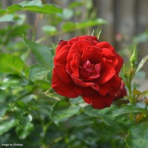 Rosa 'Ruby Anniversary' (Miniature Patio) 5L