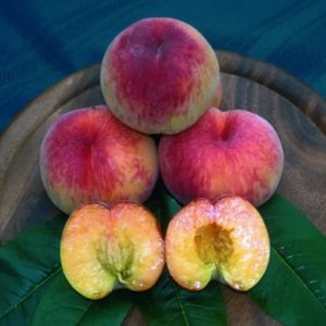 Peach Prunus 'Rochester' (SJA) Bush 7L