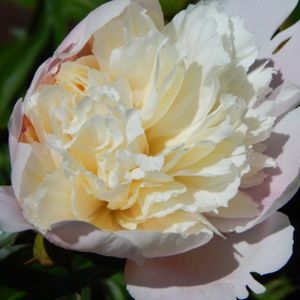 Paeonia lactiflora 'Shirley Temple' 3L