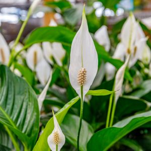 Peace Lily Spathiphyllum 'Sweet Chico' (13cm Pot)
