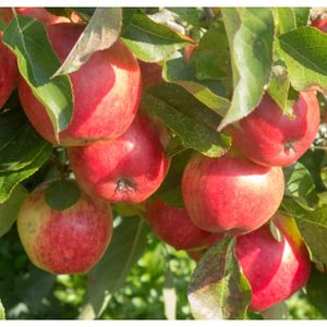 Apple Malus 'Red Falstaff' (MM106) Bush 12L