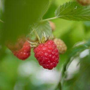 Raspberry Rubus 'Cascade Delight' 3L (5)