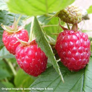 Raspberry Rubus 'Polka' 3L