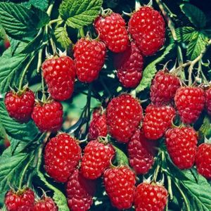 Raspberry Rubus 'Zeva' 3L