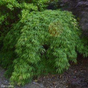 Acer palmatum var. dissectum 'Viridis' 1/2 Standard 90L