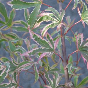 Acer palmatum 'Pink Passion' 3L