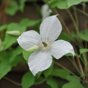 Clematis 'Forever Friends' 2L