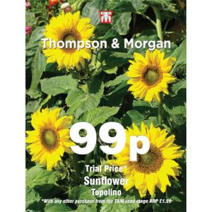 Thompson & Morgan Sunflower Topolino