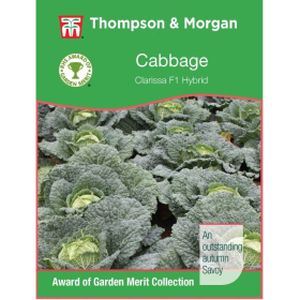 Thompson & Morgan Cabbage Savoy Clarissa
