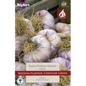 Taylors Garlic Early Purple Wight