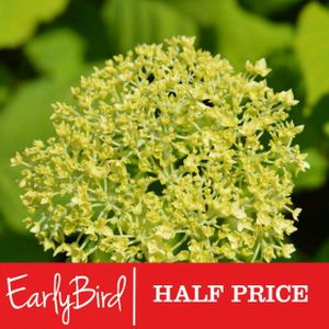 Hydrangea arborescens 'Strong Annabelle' (syn 'Incrediball') 3L
