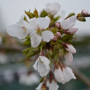 Prunus 'Frilly Frock' (TW120) 12L