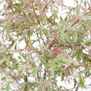 Acer palmatum 'Marlo' 3L