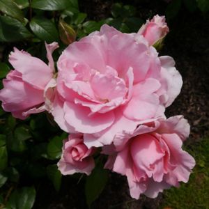 Rosa 'You're Beautiful' (Floribunda) (AGM) 5L