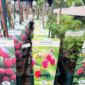 Raspberry Rubus 'Cascade Delight' 3L