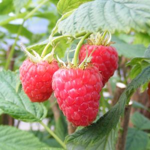 Raspberry Rubus 'Glen Lyon' Polybag (5)
