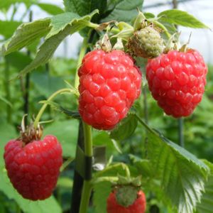 Raspberry Rubus 'Malling Jewel' (AGM) PolyBag (5)