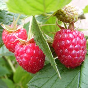 Raspberry Rubus 'Polka' PolyBag (5)