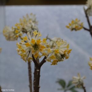 Edgeworthia chrysantha 3L