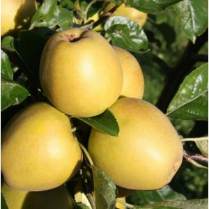 Apple Malus 'Herefordshire Russet' (M27) Stepover 12L