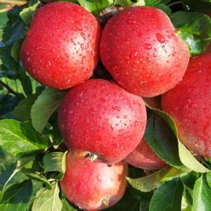 Apple Malus 'Red Windsor' (M27) Stepover 12L