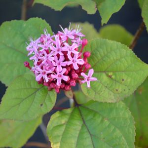 Clerodendrum trichotomum 3L