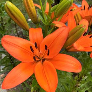 Lily Lilium 'Asiatic Orange' 1.4L