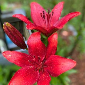 Lily Lilium 'Asiatic Red' 1.4L